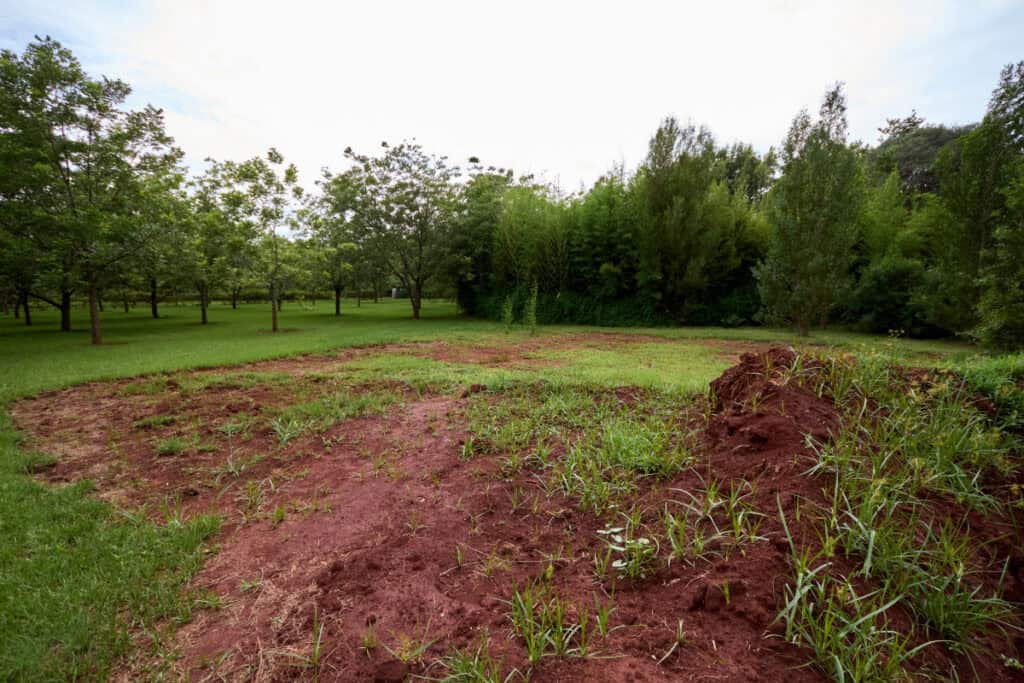Market Garden Beginning