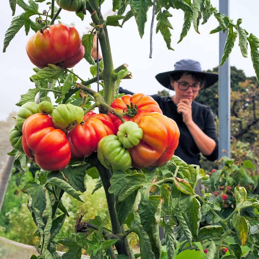Urban Veggie Farm, Anique and the Tomatoes