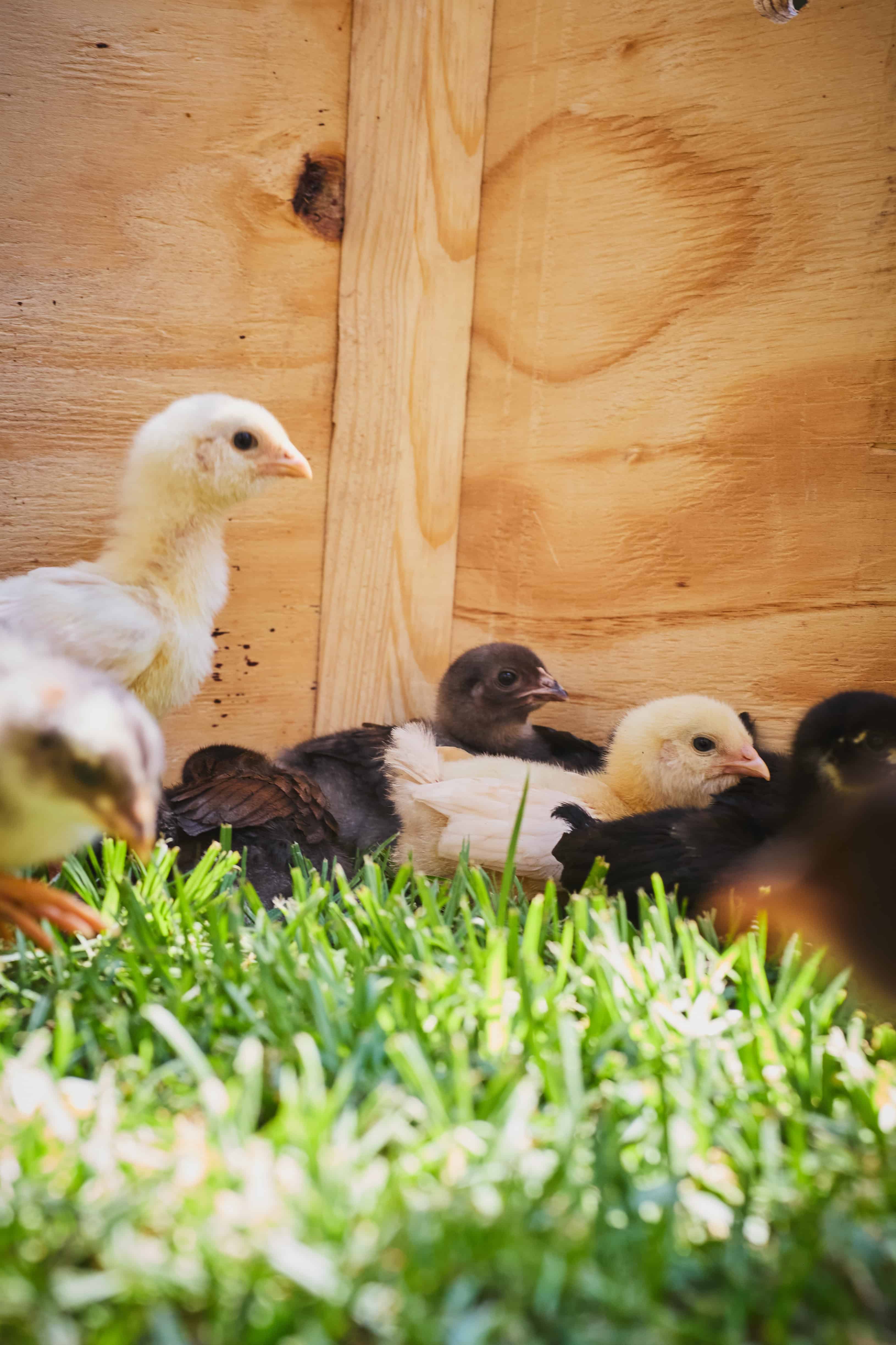 farm life