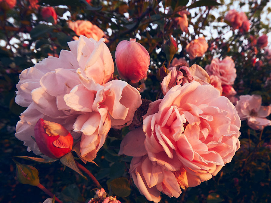 flowers spring roses