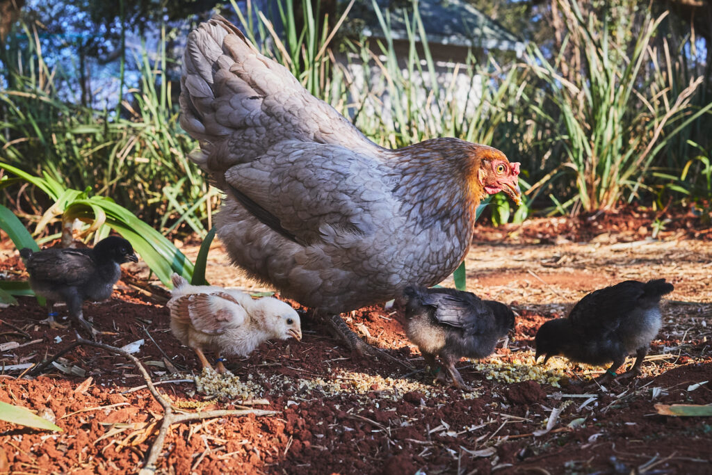 birdie and babies 2025