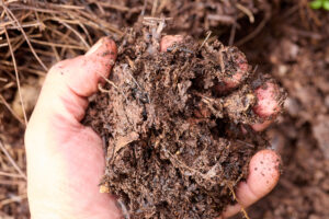 Compost mixed with cow manure