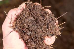 example of finished compost, not sifted