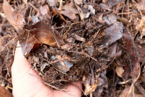 another example of leaf mold