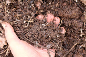 leaf mold and manure