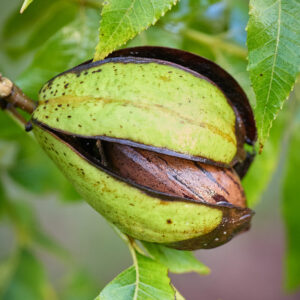 Pecan Picking Picnic: June 6th, 2026